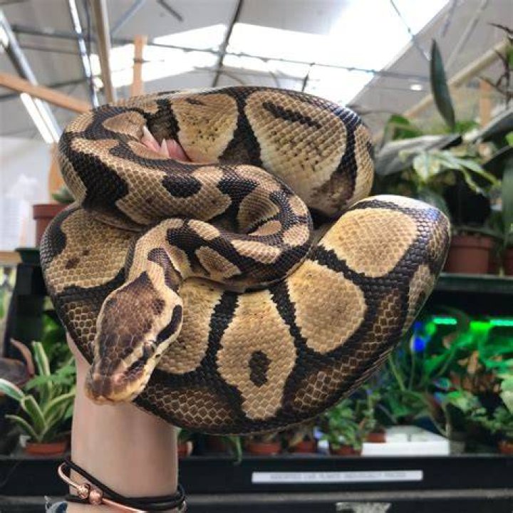 8 Ball Royal Pythons: A Comprehensive Guide To Captivating Snakes