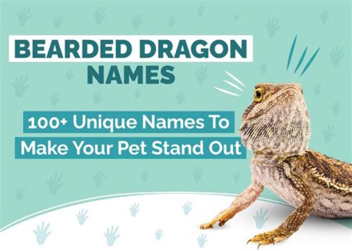 A Guide To Enchanting Bearded Dragon Names For Girls