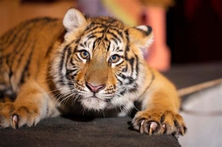 A Journey Through The World Of Tiger Striped Felines