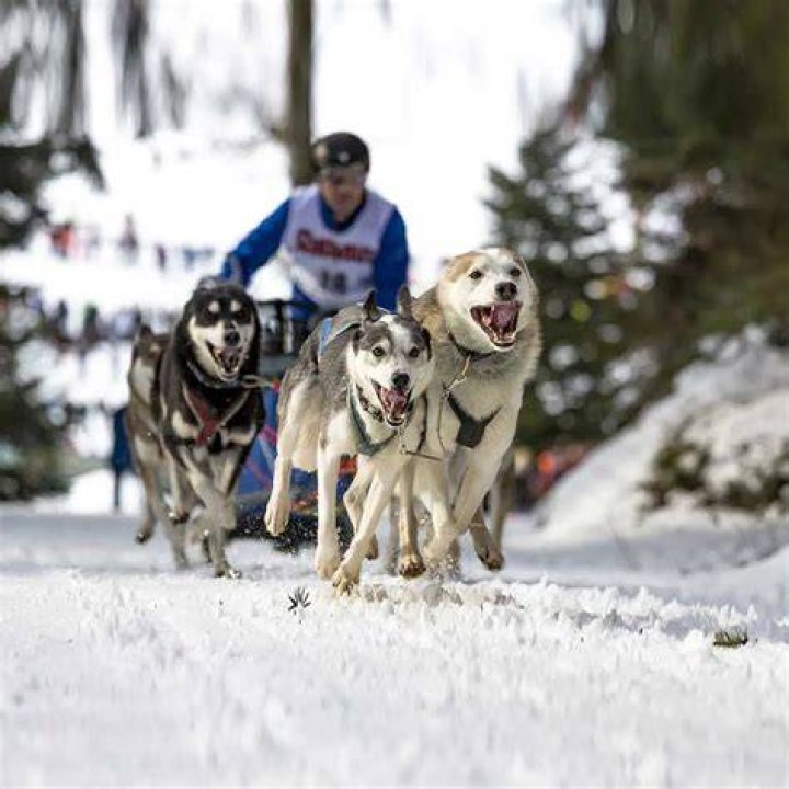 A Trailblazing Pioneer In Dog Mushing