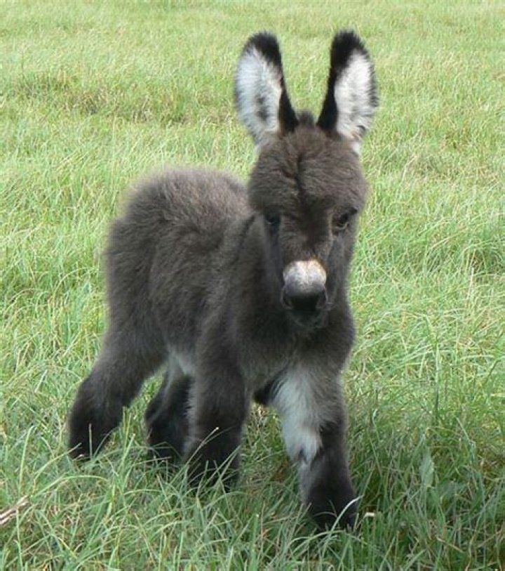 Adorable Baby Donkeys: What Are They Called?
