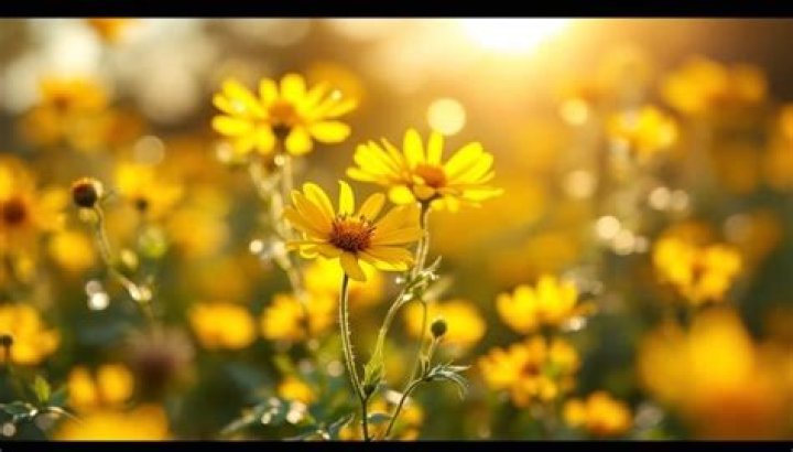 Captivating Daisy Blooms: A Journey Through Nature's Simple Beauty