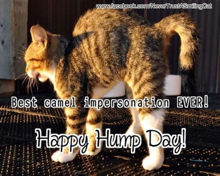 Catchy Happy Hump Day Pics To Brighten Your Day