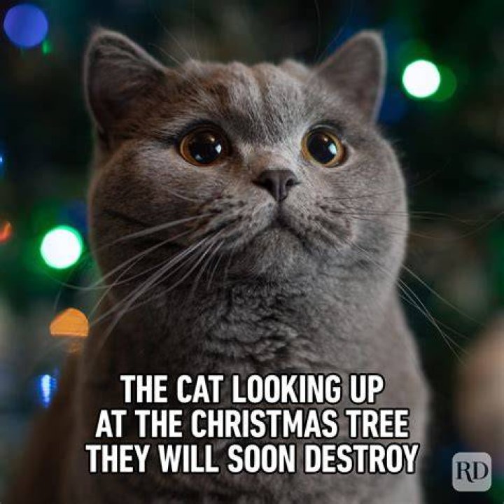 Christmas In A Week: Memes That Will Get You In The Holiday Spirit