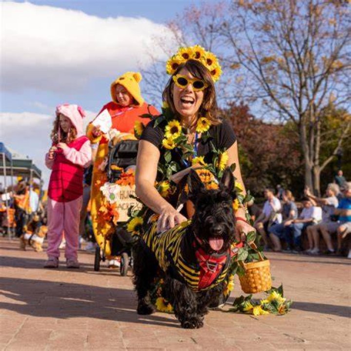 Dashing Canine: Unlocking The Joy Of Costumed Canines On The Run