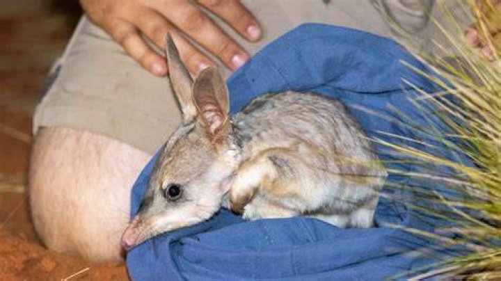 Deep Dive Into "Shelby Bilby OnlyFans Leaks"