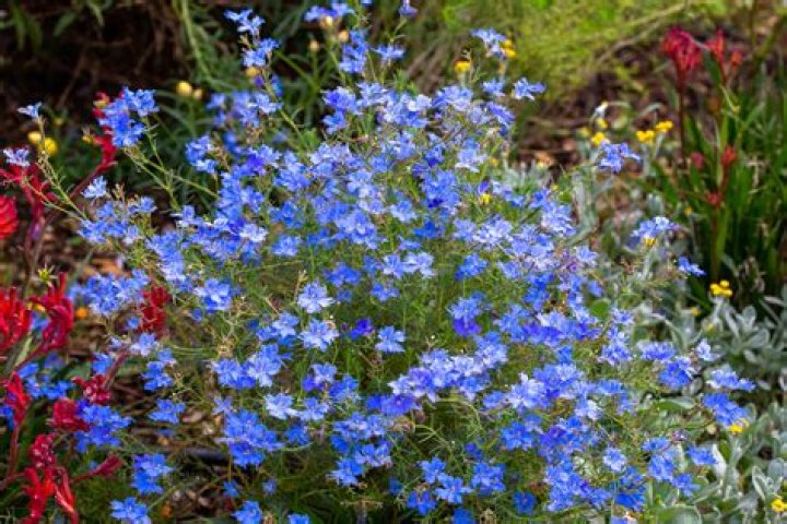 Discover Native Plants in Half Moon Bay! (Since 1960)