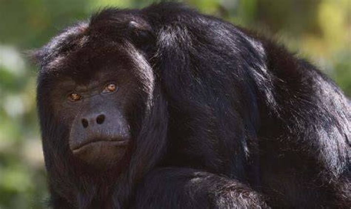 Discover the Black Howler Monkey: Facts & Info