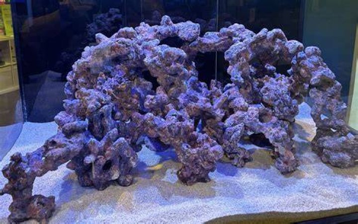 Discover The Enchanting Patrick Star Aquarium Rock: A Marine Marvel