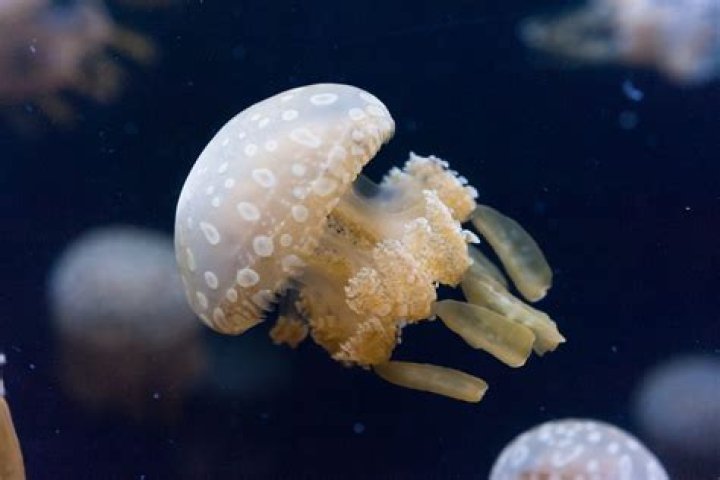 Discover The Enigmatic Spotted Lagoon Jellyfish: Unveiling Its Secrets