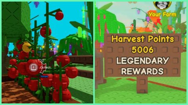 Discover The Legendary Flying Tomato