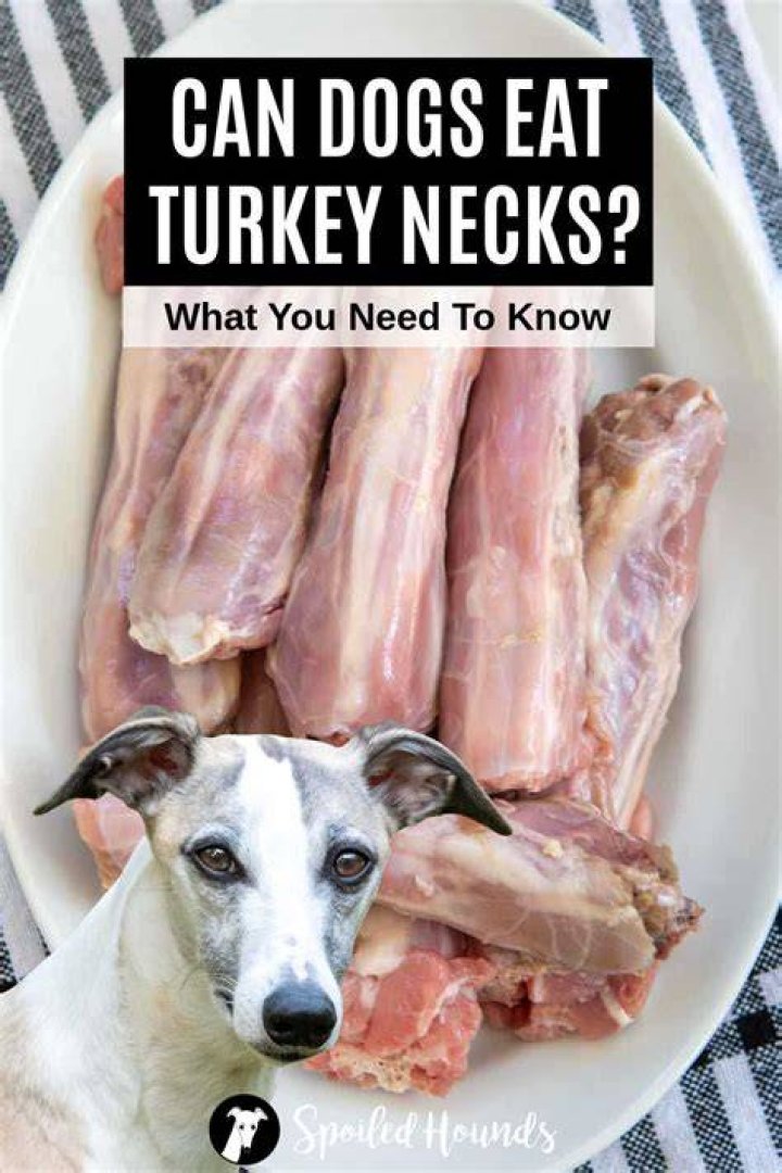 Discover The Safety Of Turkey Necks For Dogs