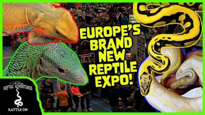 Discover The Wonders Of Reptiles At Reptile Expo NRG