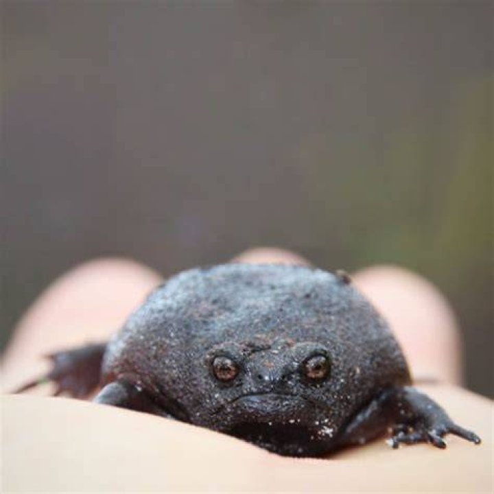 Discoveries About "Ugly Black Animals"