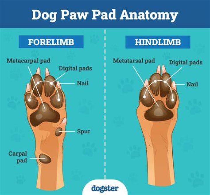 Discoveries And Insights On Dog Paw Cleaners