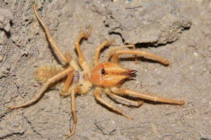 Discovering The Enigmatic Sofia Rain Spider