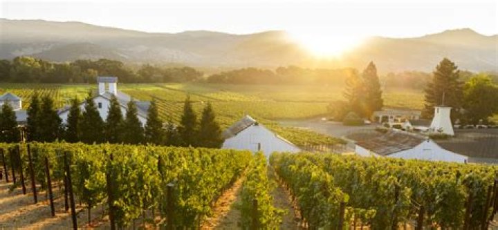 Explore The Enchanting Vineyards Of Little Jonathan Winery