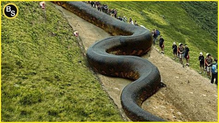 Explore The Enthralling World Of Big Snake Pictures