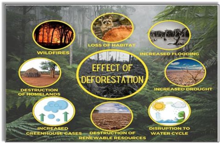 Exploring The Causes And Consequences Of Daysi Destruction