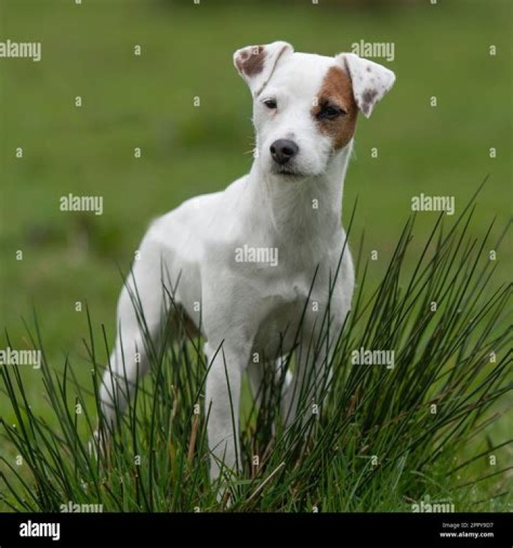 Find Your Perfect Jack Russell Terrier For Sale In Georgia