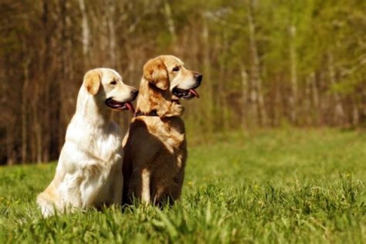 Joshua's House: Providing Sanctuary For Golden Retrievers