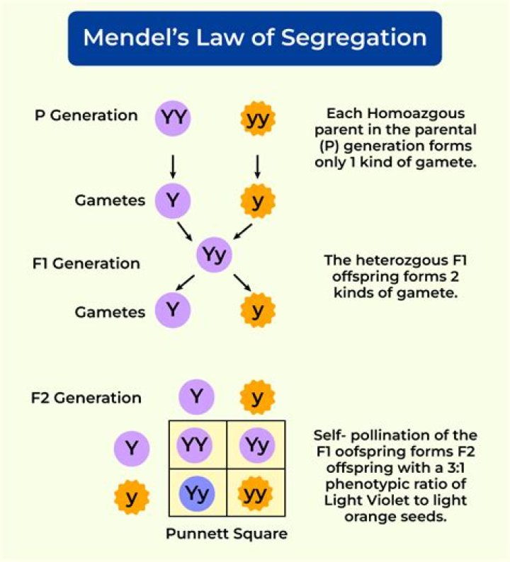 Longevity, Dominance, And Legacy Revealed