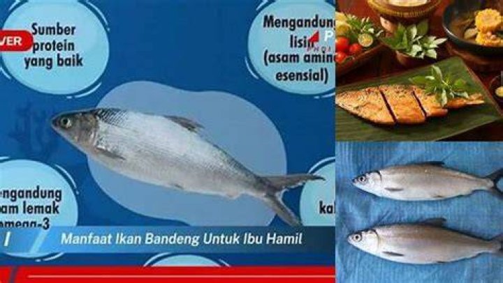 Penemuan Dan Wawasan Yang Menarik