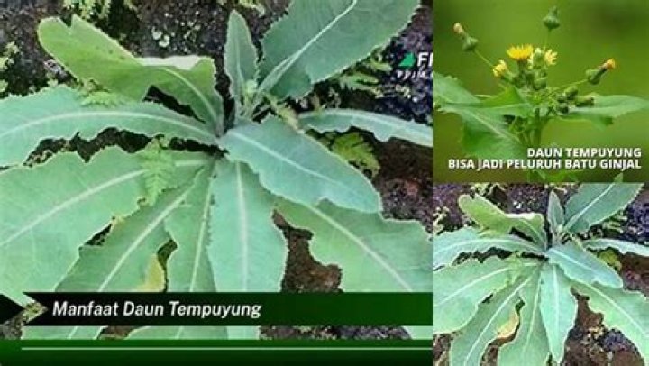 Penemuan Dan Wawasan Yang Mengejutkan