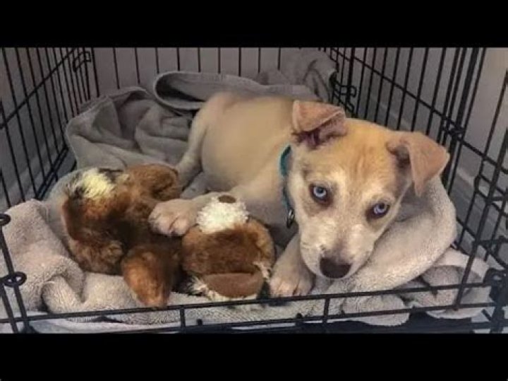 Persistently Unwanted: Puppy Returned To Shelter An Unbelievable 11 Times