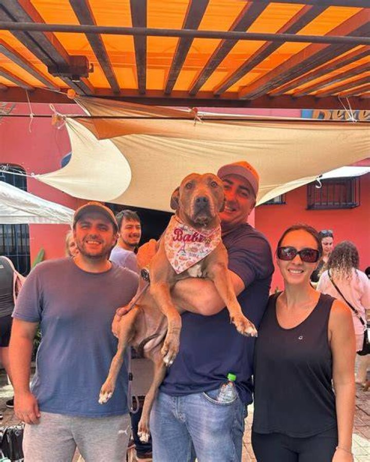 Pit Bull Rescuers Step Up To Save Jacksonville's Furry Friends
