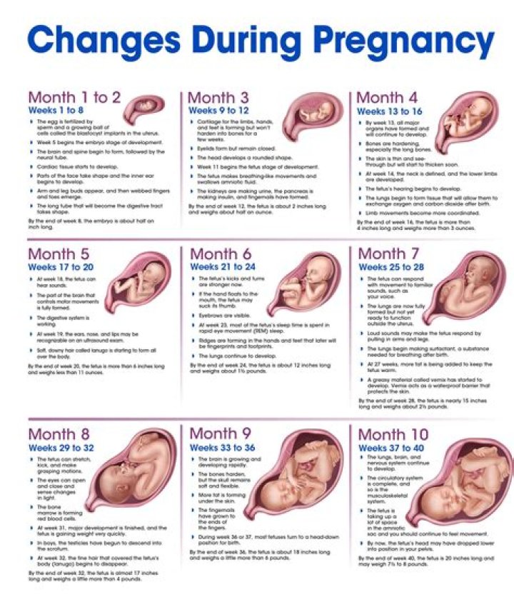 Shailene Woodley's Pregnancy Journey: Unraveling The Truth