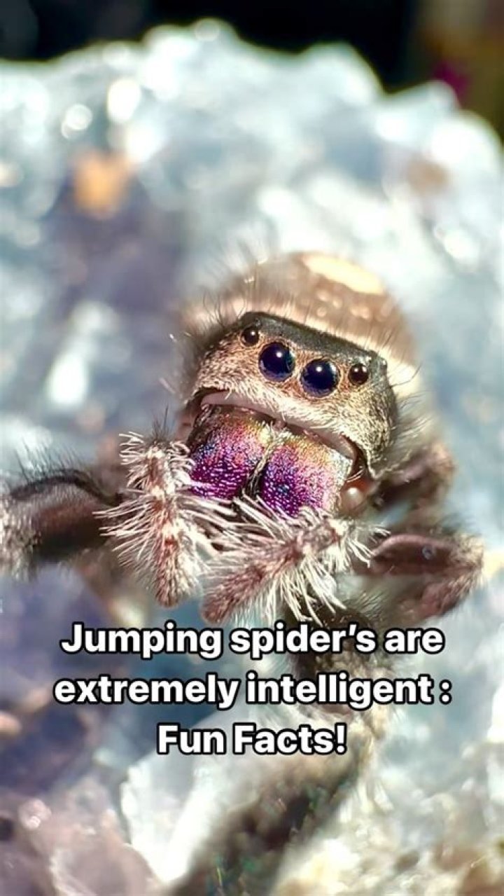 Spiders Are Smarter Than You Think! Unveiling Arachnid Intelligence