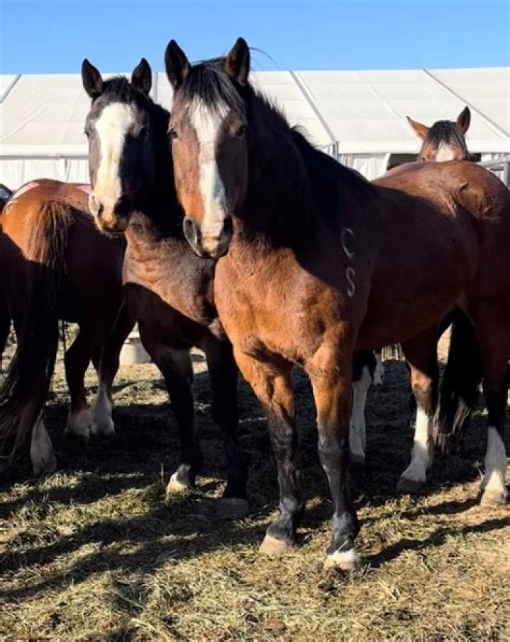 Stampede Ranch & Farm: News, Events & More