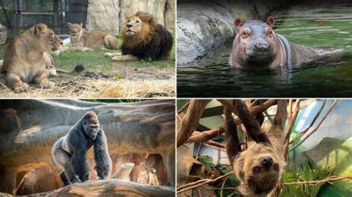The Essential Guide To Zoos In The UK: Your Ultimate Zoo Adventure
