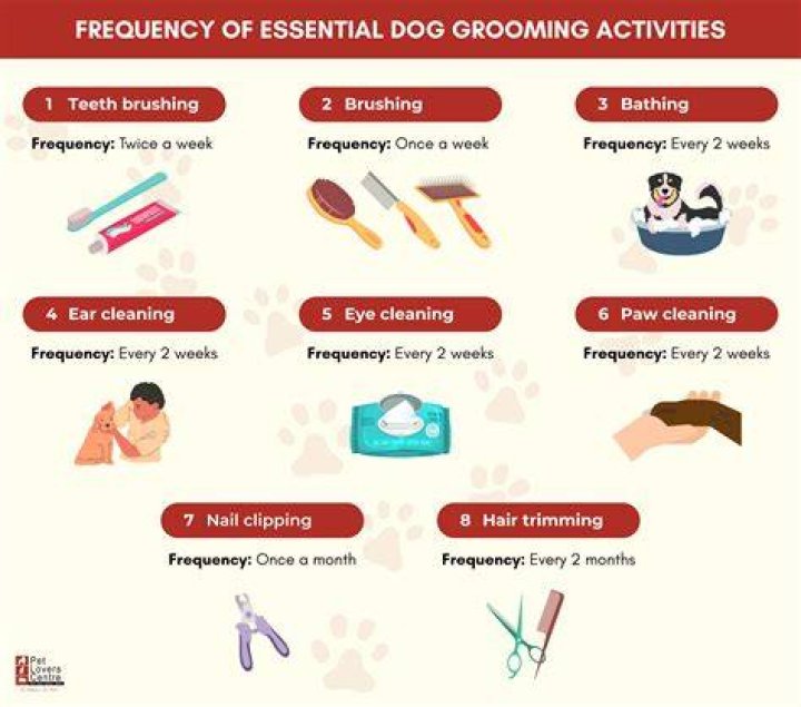The Ultimate Guide To Dog Comb Overs: Grooming Tips And Accessories
