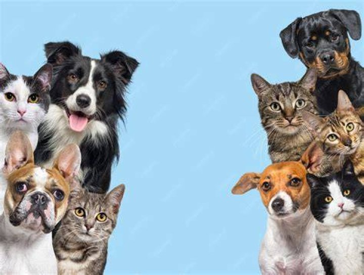 The Ultimate Pet Diary: A Journey With Dogs And Cats