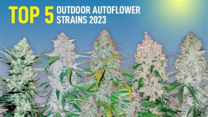 Top 10 High-Yield Autoflower Strains