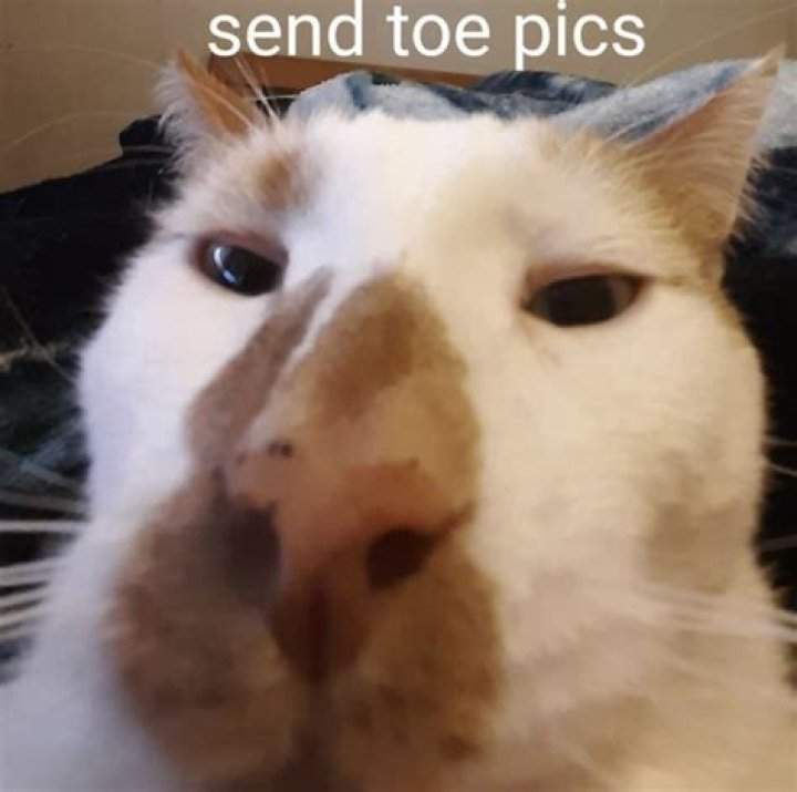 Trending Now: Blank Send Toe Pics Cat Template Memes!
