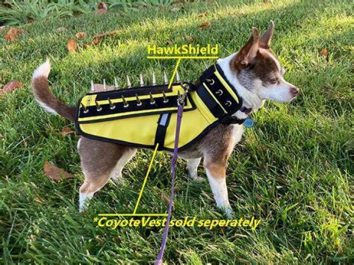 Ultimate Protection: Spike-Adorned Dog Vests For Safety And Style