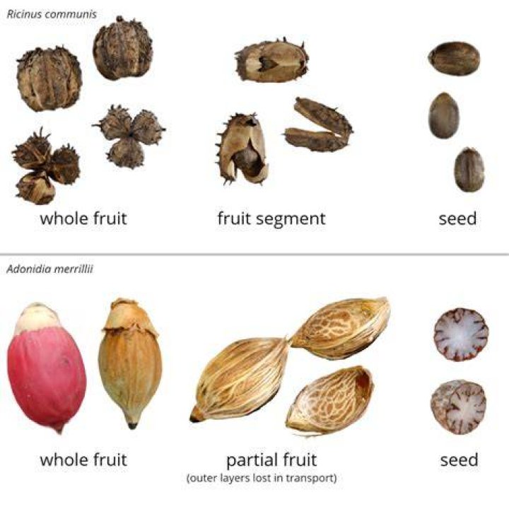 Uncover The Secrets Of The Enchanting Orange Fruit With Red Seeds Inside