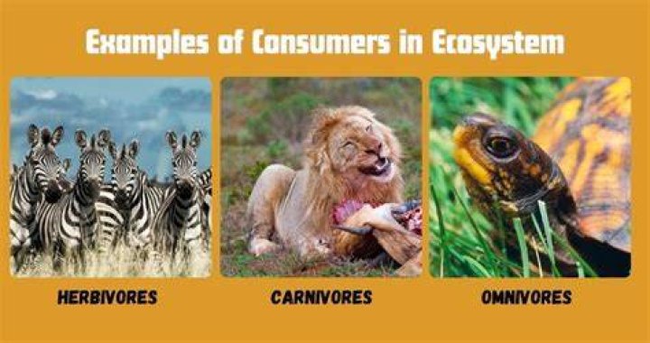 Uncovering The Role Of Foxes As Consumers In Ecosystems