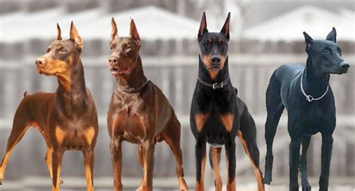 Unleash The Secrets Of Craigslist Doberman Puppies: Discover The Truth