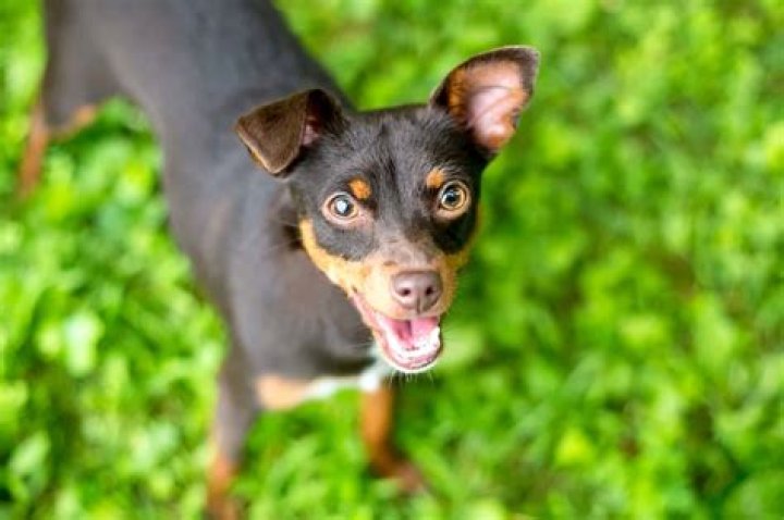 Unleash The Secrets Of The Rottweiler Miniature Pinscher Mix