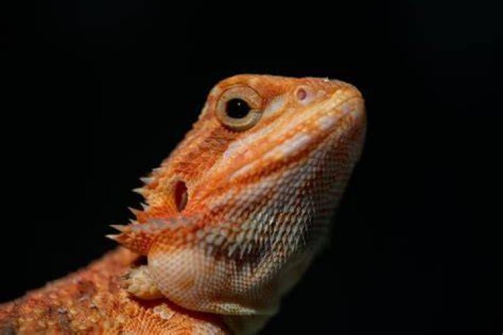 Unlock The Secrets: Bearded Dragon Mites Exposed