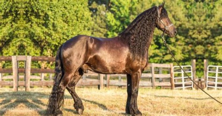 Unlock The Secrets Of The Enigmatic Friesian Paint Cross