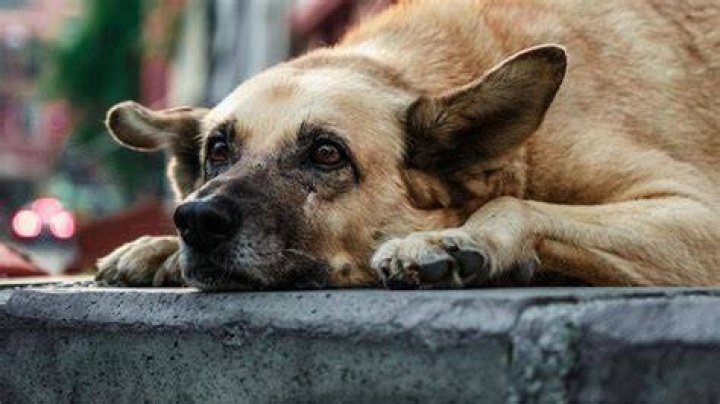 Unraveling The Skirby Dog Incident: A Tale Of Canine Chaos