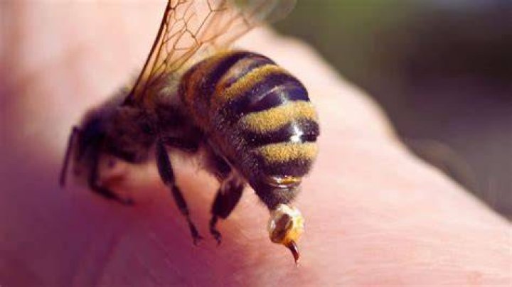Unraveling The Tragedy: Which Bee Gee Killed Himself?