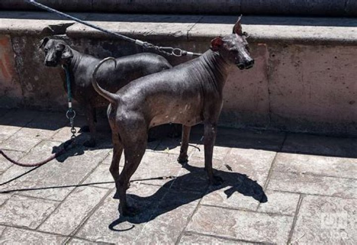 Unveil The Secrets Of The Enigmatic Perro Chino Cubano