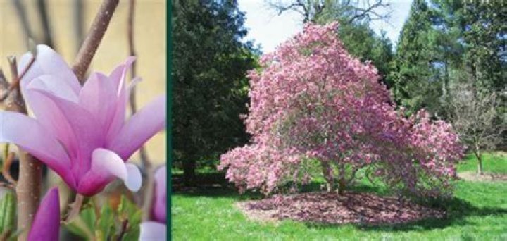 Unveiling The Ages And Untold Stories Of "Sweet Magnolias" Characters