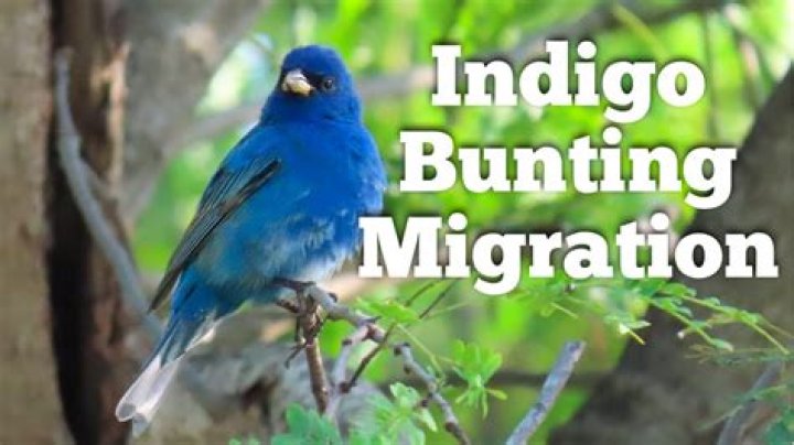 Unveiling The Enchanting Spiritual Significance Of The Indigo Bunting